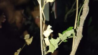 Bahar, aadhi raat ko cruising, ekdum wild dom top ke saath!