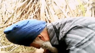 Ek Punjabi budha aadmi farm mein bada lund bina protection ke chusta aur ride karta hai.